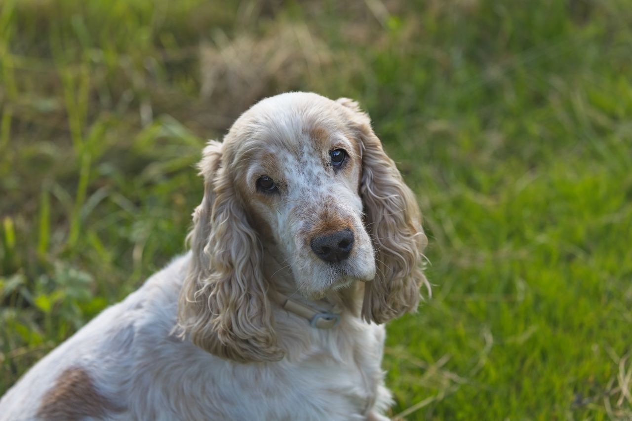arthrose chien