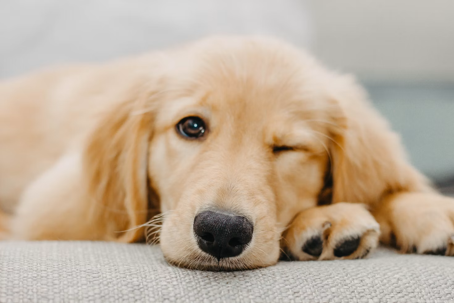 traitement épilepsie chien